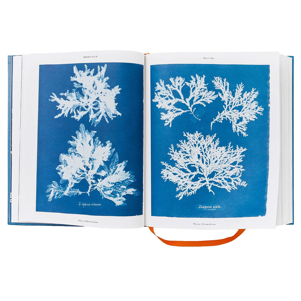 Open book shot of Anna Atkins: Cyanotypes, showing cyanotypes on the left and right