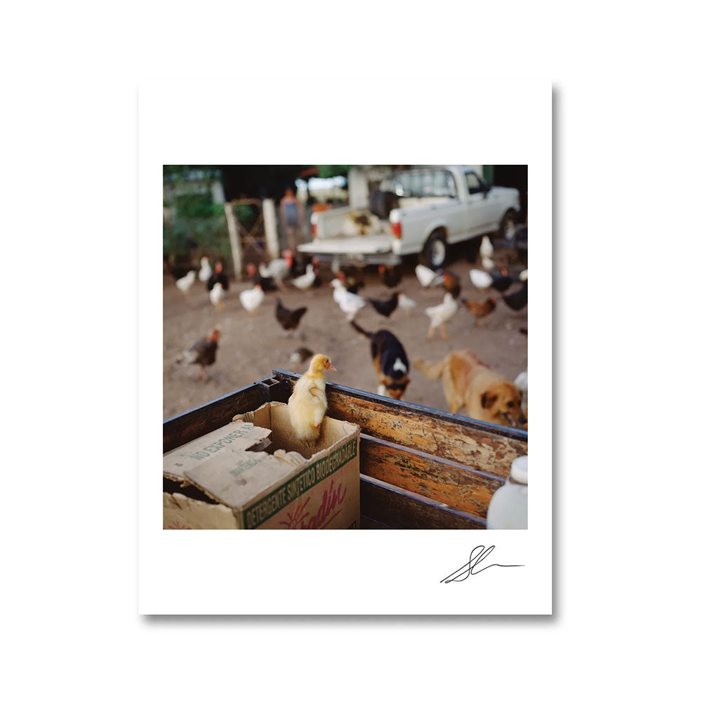 Signed print that accompanies Alessandra Sanguinetti: On the Sixth Day (Signed)