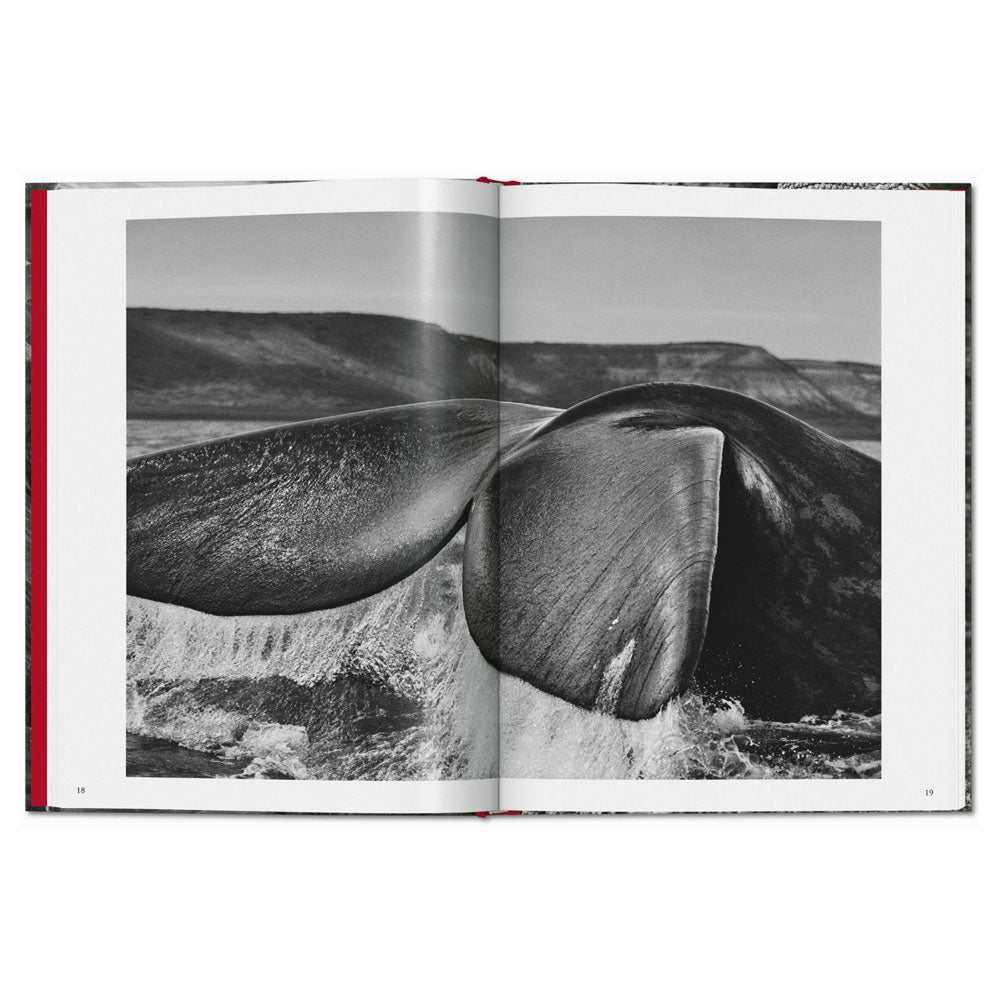 Spread shot of Genesis by Sebastiao Salgado, showing a black and white full-width photo of a whale's tail in the sea.
