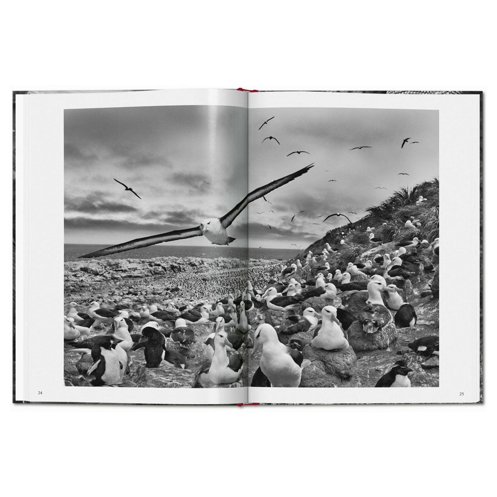 Spread shot of Genesis by Sebastiao Salgado, showing a full-width black and white photo of sea fowl flying over a flock on the ground