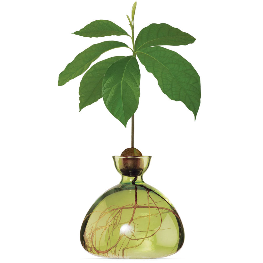 Green avocado shaped vase with an avocado pit and a plant