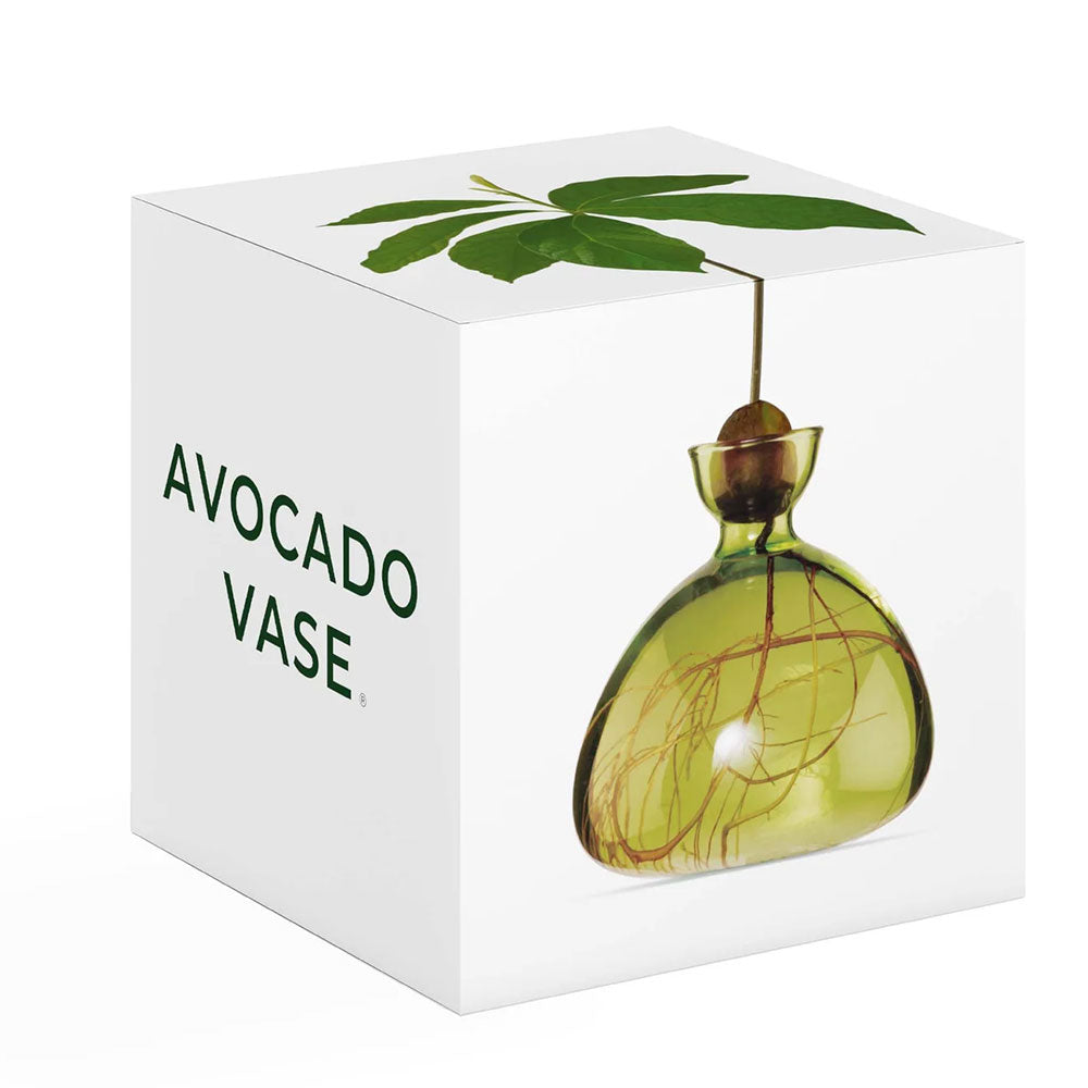Packaging of green avocado shaped vase with an avocado pit and a plant