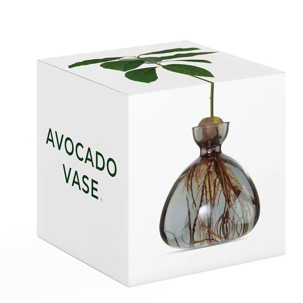 Packaging of grey avocado shaped vase with an avocado pit and a plant