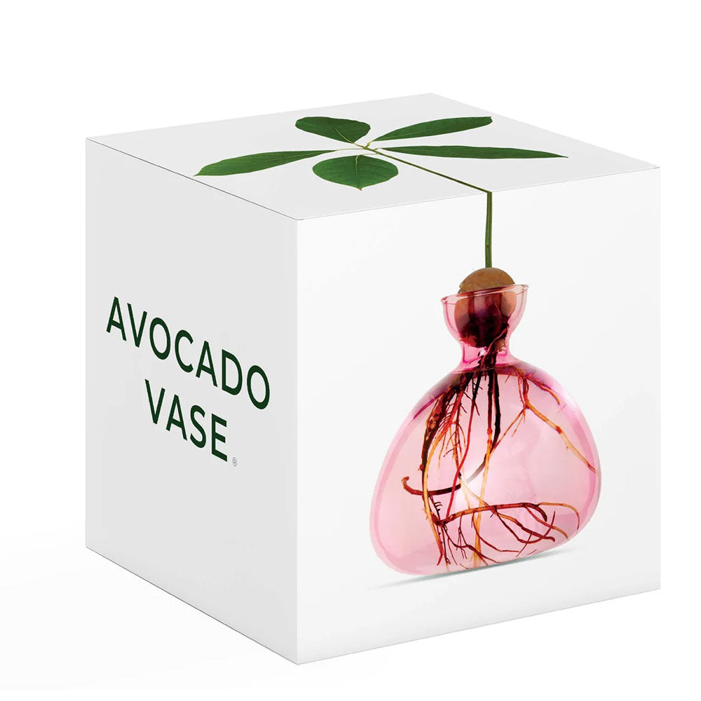 Packaging of pink avocado shaped vase with an avocado pit and a plant