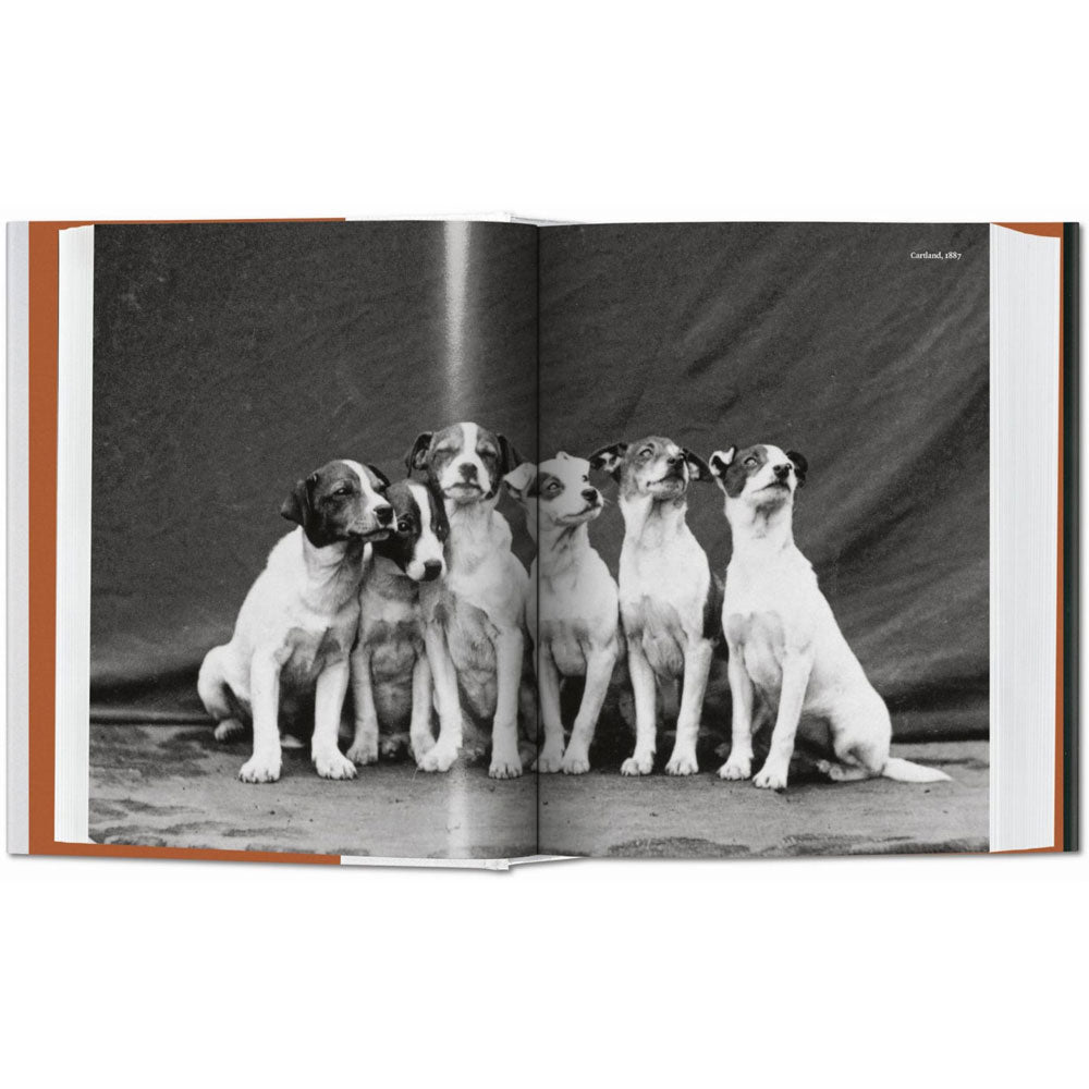 Spread shoot of Dog in Photography book, showing a full-width black and white photo of 6 puppies