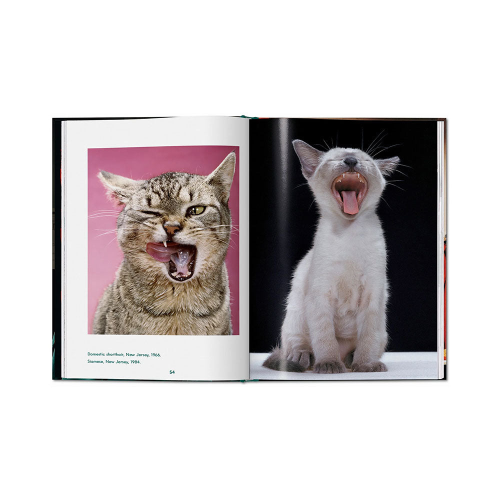 Spread shot of Walter Chandoha: Cats, Photographs 1942-2018, showing color photos of cats on the left and right