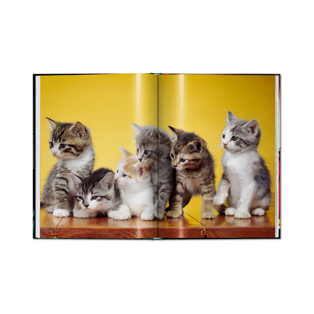 Spread shot of Walter Chandoha: Cats, Photographs 1942-2018, showing color photos of cute kittens