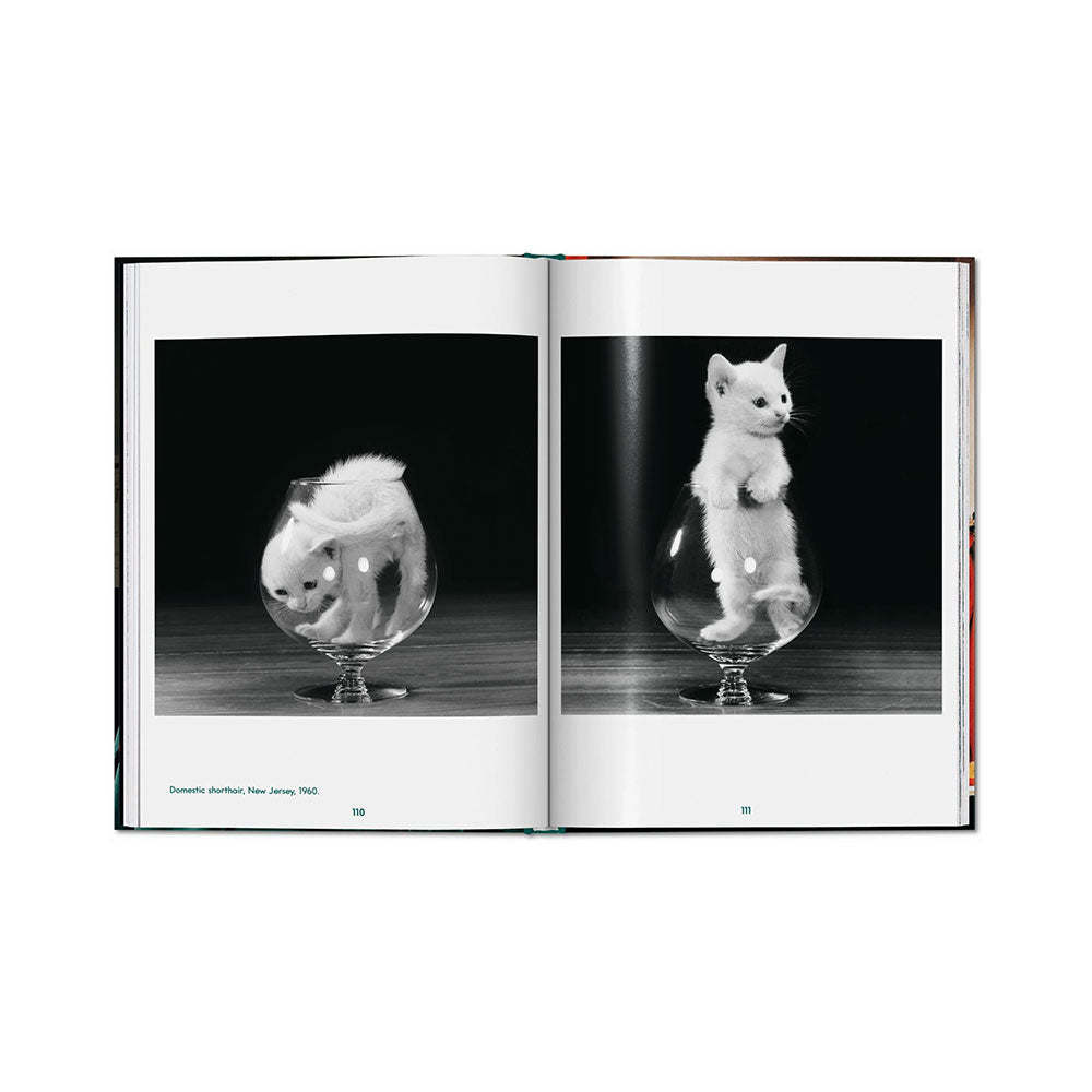 Spread shot of Walter Chandoha: Cats, Photographs 1942-2018, showing black and white photos of kittens