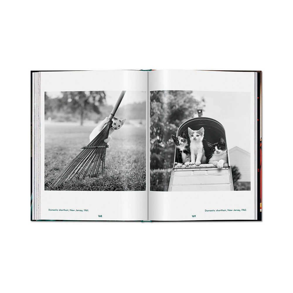 Spread shot of Walter Chandoha: Cats, Photographs 1942-2018, showing black and white photos of cats on the left and right