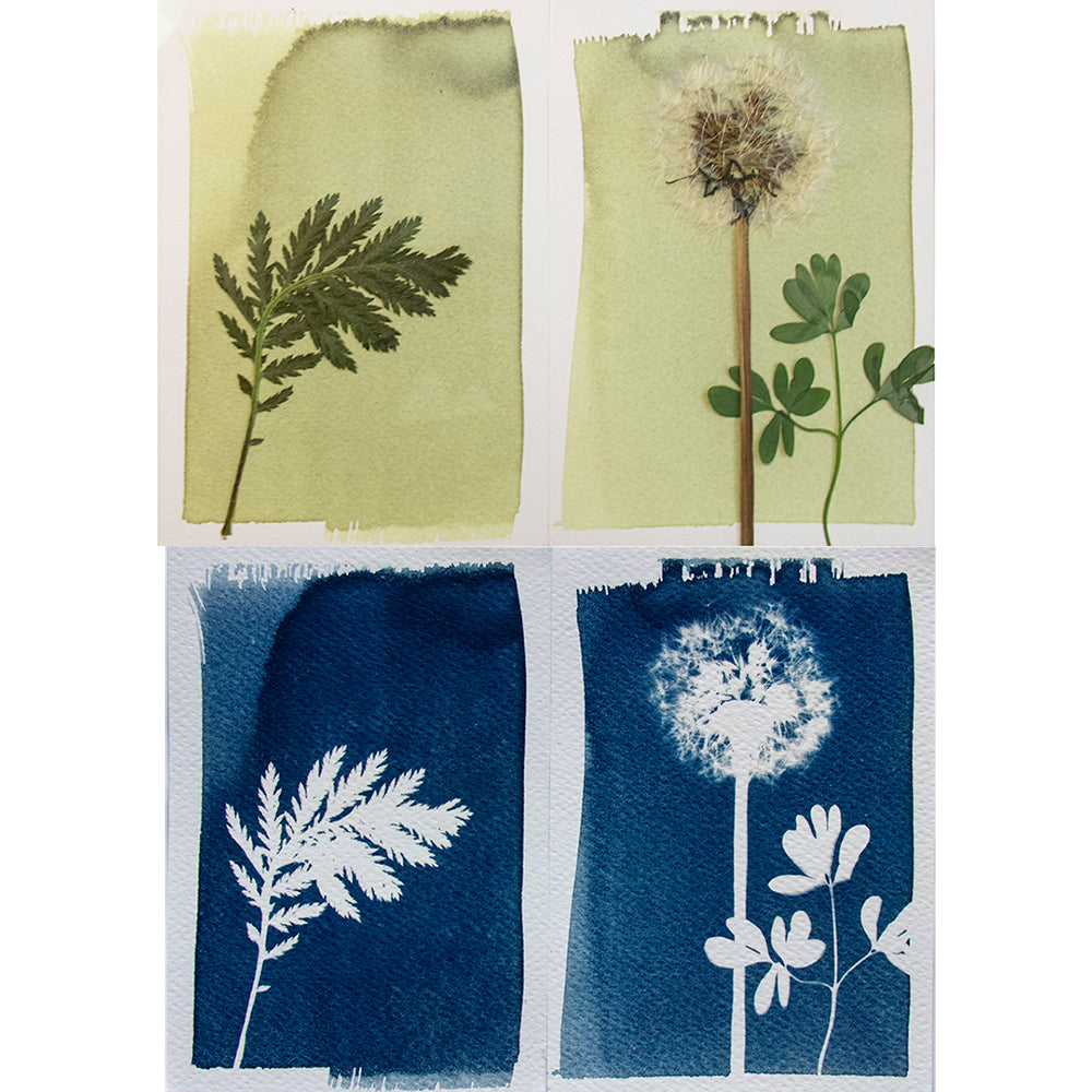 DIY Cyanotype Kit