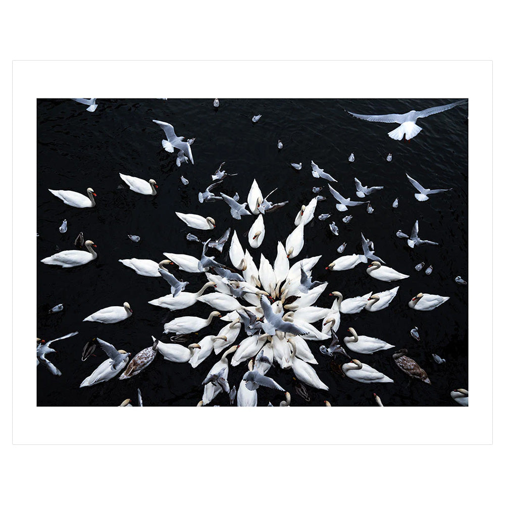 Jonas Bendiksen: Feeding frenzy, Kottbusser Brücke, Kreuzberg Print (Signed, Limited Edition)