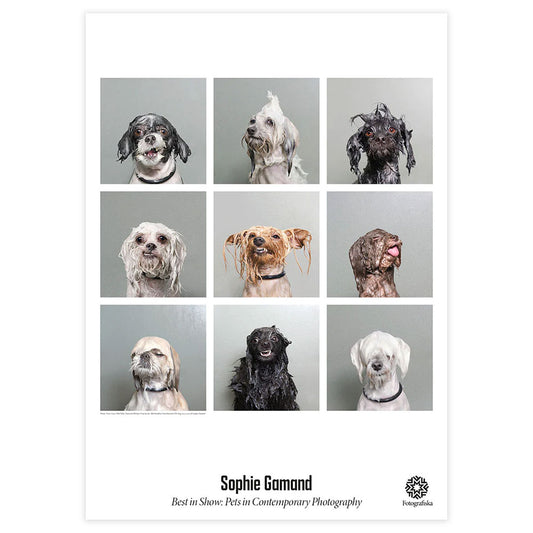 Sophie Gamand Wet Dogs Poster, a color photo of 9x9 grid, showing wet dogs.