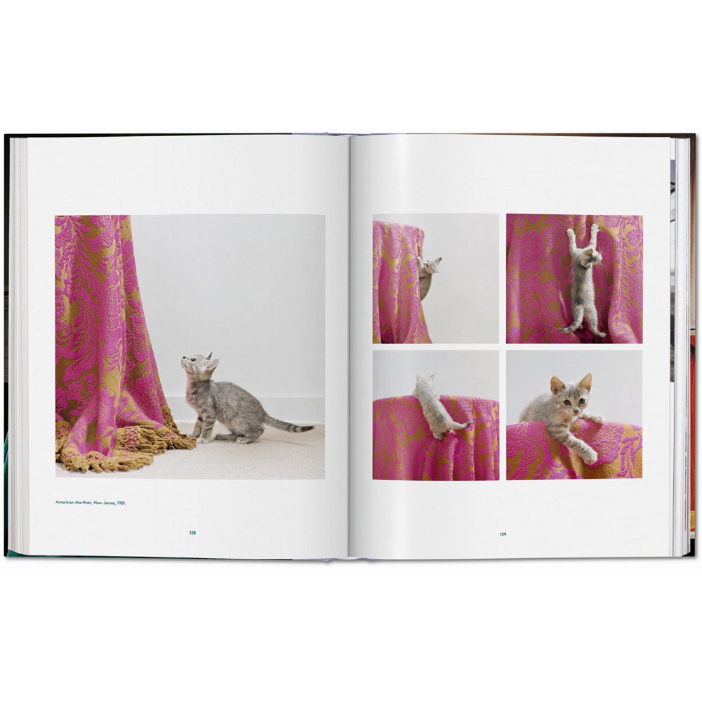 Spread of Cats: Photographs book, featuring several color photos of the same kitten playing on a curtain
