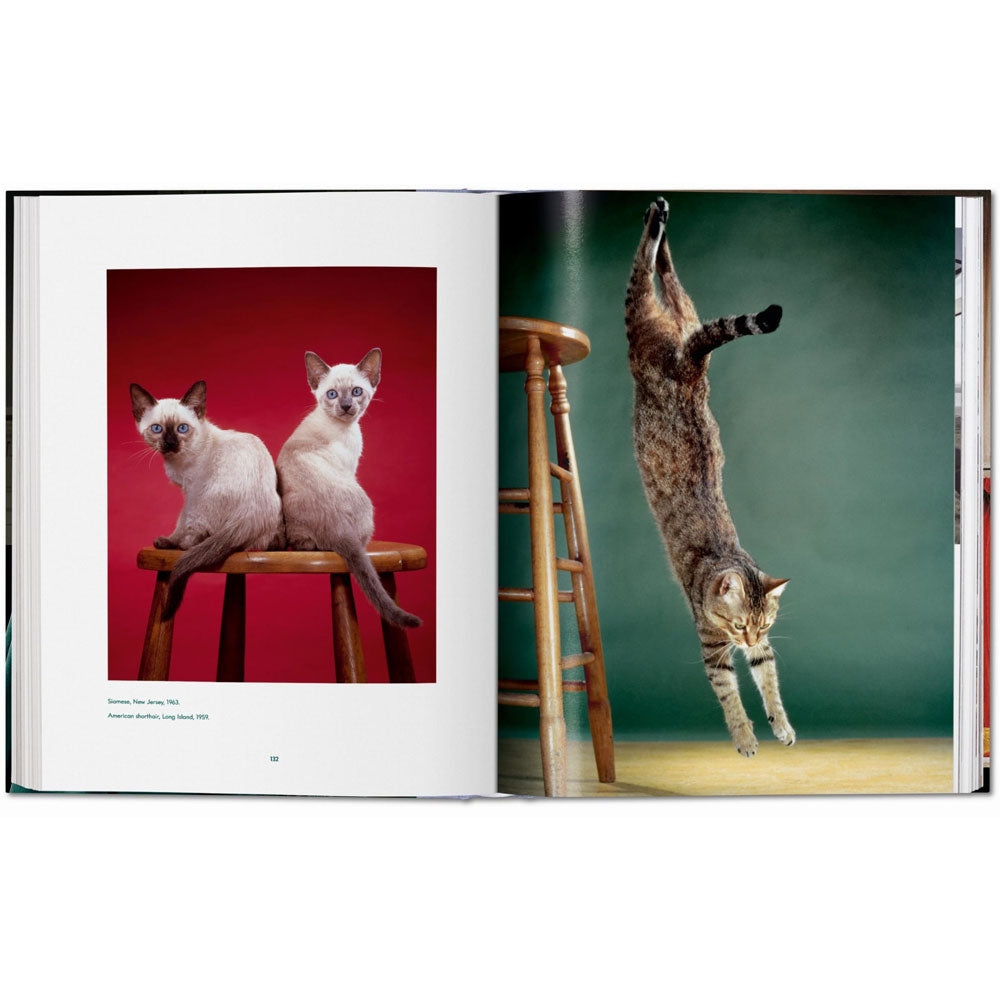 Spread of Cats: Photographs book, showing color photos of cats on left and right