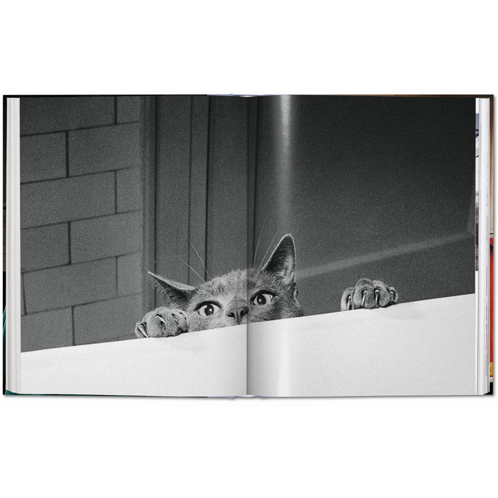 Spread of Cats: Photographs book, showing full-width black and white photo of a cat peeking up over a wall