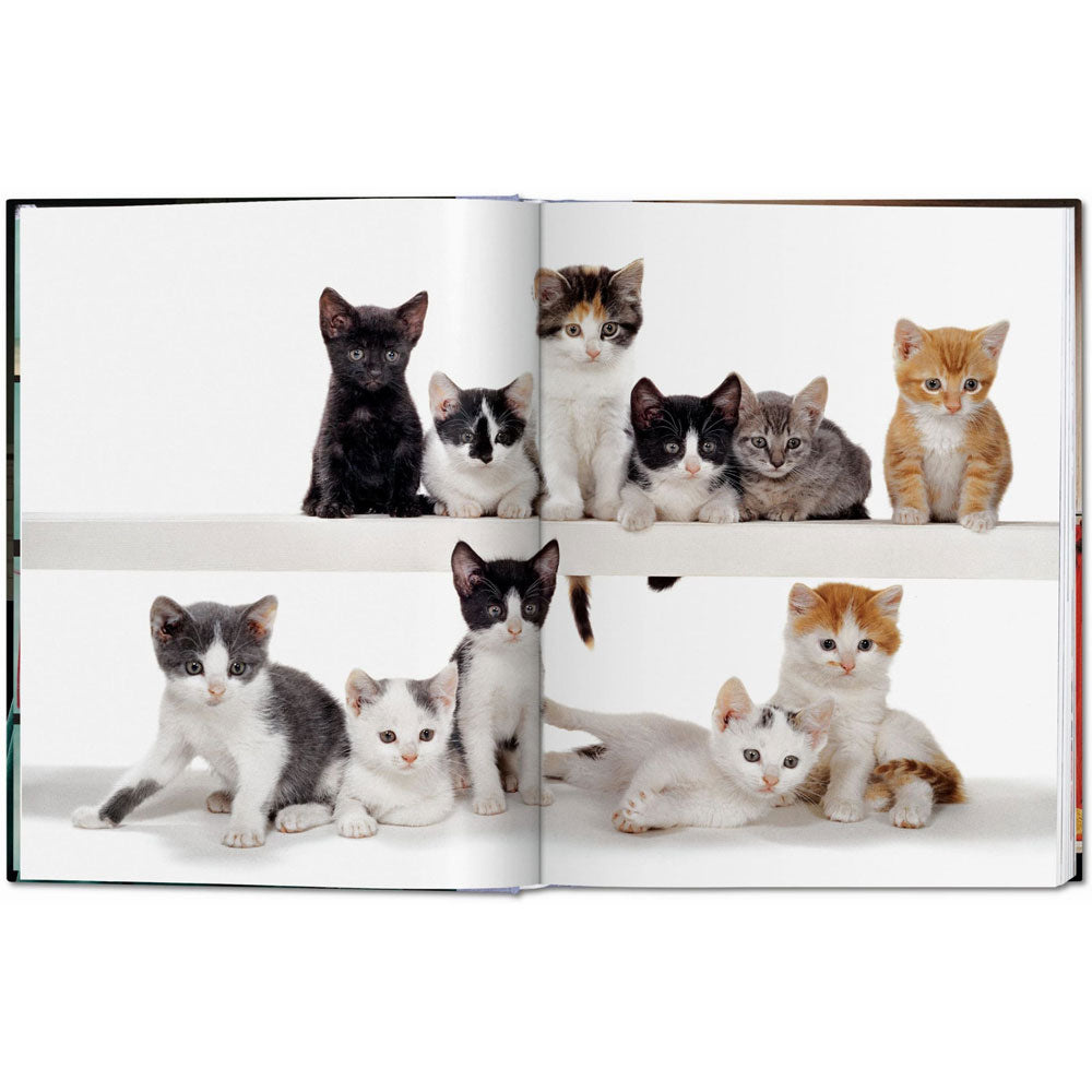 Spread of Cats: Photographs book, showing a full-width color photo of kittens