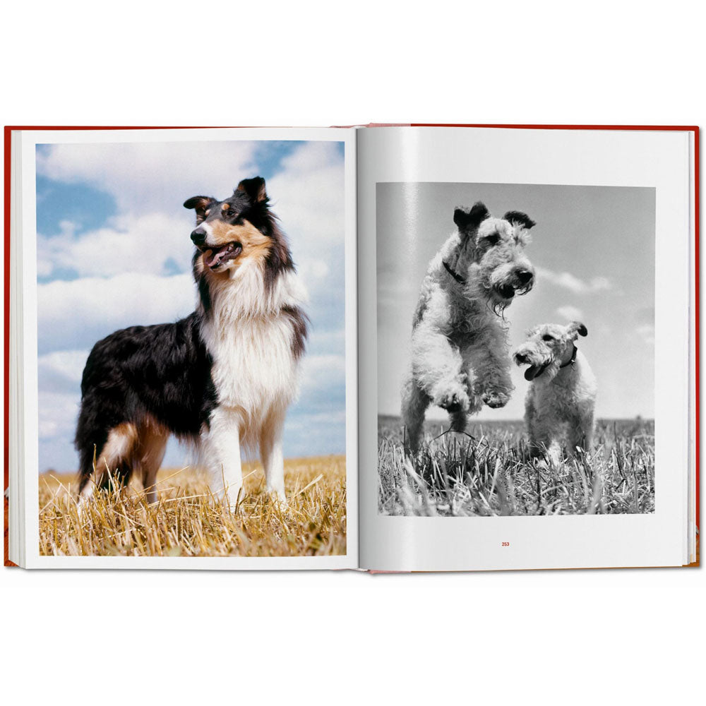 Spread of Dogs: Photographs 1941-1991, showing a color photo of a dog to the left and a black and white photo of two dogs to the right